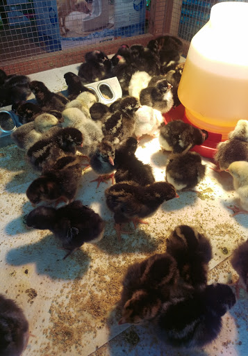 Pet Supply Store «San Mateo Pet Supply», reviews and photos, 346 El Camino Real, Redwood City, CA 94062, USA