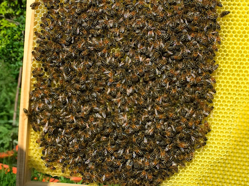 Abeille, Apiculture & Bees à Aubervilliers