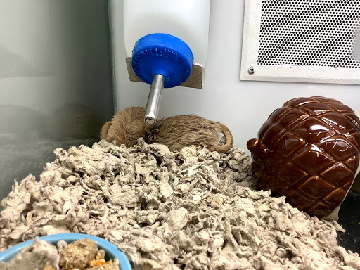 Pet Supply Store «Petco Animal Supplies», reviews and photos, 4913 Main St, Spring Hill, TN 37174, USA