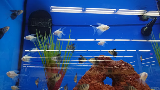 Pet Supply Store «Petco Animal Supplies», reviews and photos, 3401 Pineville-Matthews Rd, Charlotte, NC 28226, USA