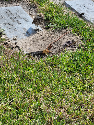 Funeral Home «Star of David Memorial Gardens Cemetery and Funeral Chapel», reviews and photos, 7801 Bailey Rd, North Lauderdale, FL 33068, USA