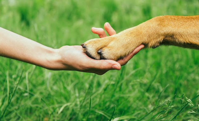 Hundeschule Teamgeist