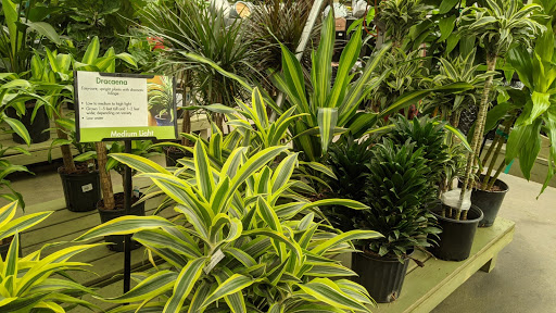 Garden Center «Pike Nurseries», reviews and photos, 615 W Crossville Rd, Roswell, GA 30075, USA