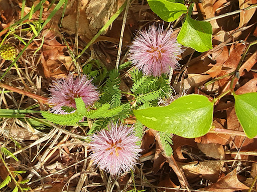 Nature Preserve «Cedar Ridge Preserve», reviews and photos, 7171 Mountain Creek Pkwy, Dallas, TX 75249, USA