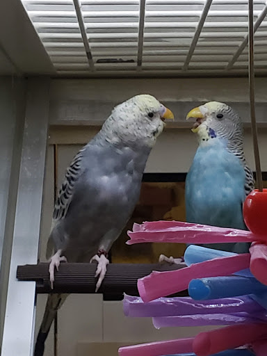 Pet Supply Store «PetSmart», reviews and photos, 4240 S Mooney Blvd, Visalia, CA 93277, USA