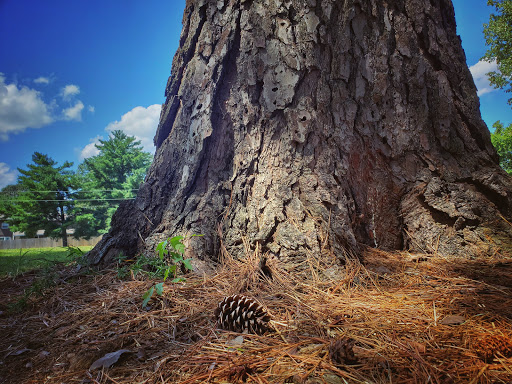 Park «Wilkes Park», reviews and photos, Morgan Rd, Fort Campbell, KY 42223, USA