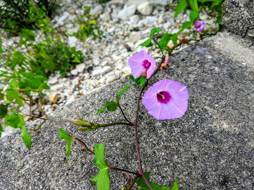 Golf Course «Cedar Creek Golf Course», reviews and photos, 8250 Vista Colina, San Antonio, TX 78255, USA