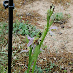 Photo n° 4 de l'avis de Chantaly.a fait le 25/05/2022 à 17:43 pour Jardin Passion à Saint-Brice-Courcelles