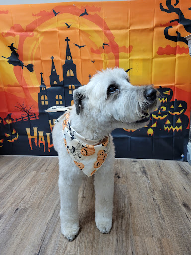 Ultimate Dog Spa & Boutique LLC