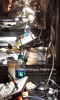 Madrelingua Italiana, INC.® - Photo 6 - Car repair in , Chicago