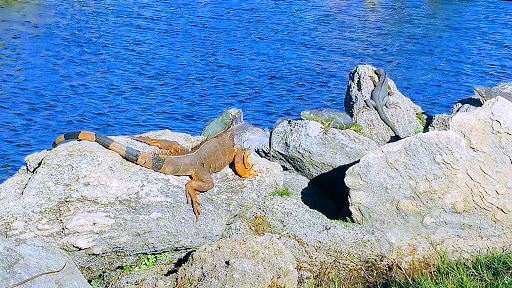 Golf Course «Lake Worth Golf Course», reviews and photos, 1 7th Ave N #1, Lake Worth, FL 33460, USA