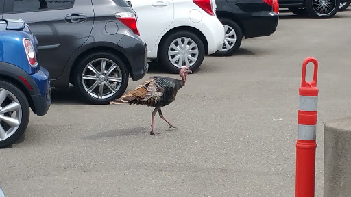 Car Dealer «Lithia Chrysler Jeep Dodge Ram of Concord», reviews and photos, 4901 Marsh Dr, Concord, CA 94520, USA