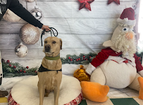 Pet Supplies Plus Willowick - Photo 9 - Car repair in Willowick, OH, Cleveland