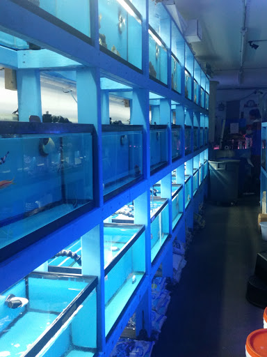 Tropical Fish Store «KHC Aquarium», reviews and photos, 150-1 Northern Blvd, Flushing, NY 11354, USA