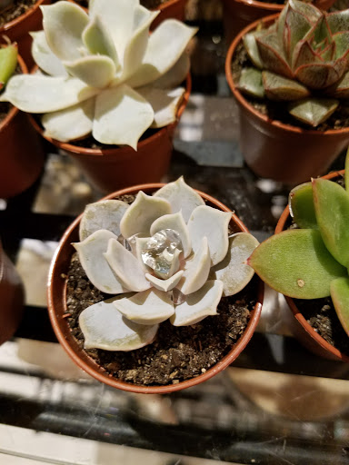 Florist «Designs By Rosa, Inc. Florist», reviews and photos, 140 S Wabash Ave, Chicago, IL 60603, USA