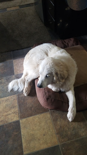 Pet Supply Store «Petco Animal Supplies», reviews and photos, 1520 Military Rd #130, Niagara Falls, NY 14304, USA