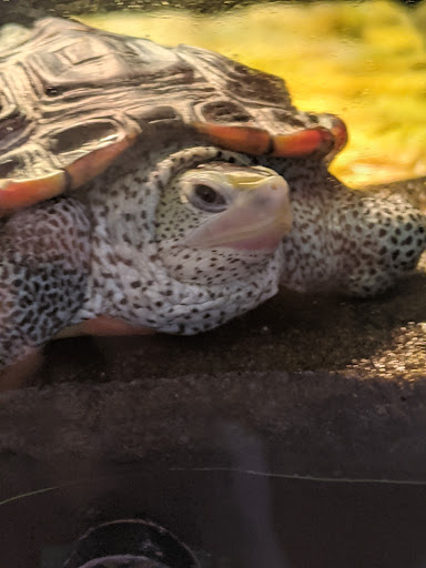 Aquarium «Smithsonian Marine Ecosystems Exhibit», reviews and photos, 420 Seaway Dr, Fort Pierce, FL 34949, USA