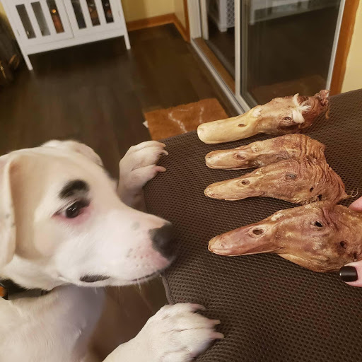 Pet Supply Store «City Dogs Grocery», reviews and photos, 884 Massachusetts Ave, Indianapolis, IN 46204, USA