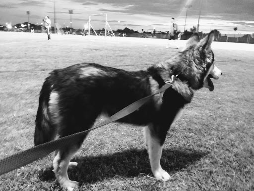 Park «Paradise Valley Park», reviews and photos, 17642 N 40th St, Phoenix, AZ 85032, USA