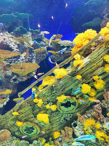 Tourist Attraction «Pemberton Place», reviews and photos, 126 Ivan Allen Jr Blvd NW, Atlanta, GA 30308, USA