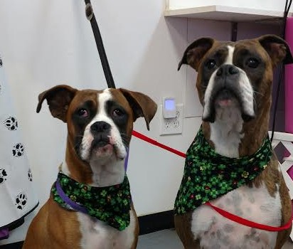 Pet Groomer «A Klassy Lassie, LLC», reviews and photos, 30 Old Jackson Rd, McDonough, GA 30252, USA