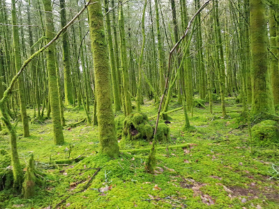 Forêt de Trémelin à Inzinzac-Lochrist
