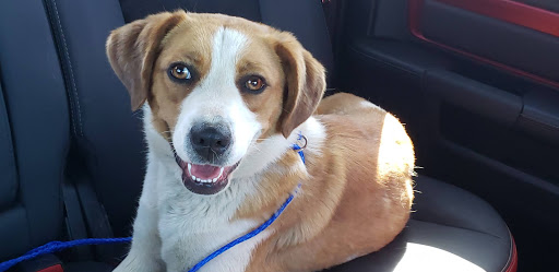 Fredericktown Animal Hospital