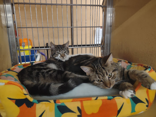 Pet Supply Store «PetSmart», reviews and photos, 2101 NJ-35, Holmdel, NJ 07733, USA