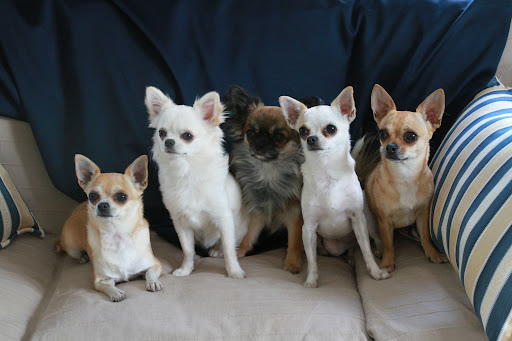 Hodowla psów Chihuahua Petits Diamants FCI