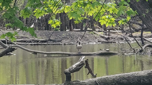 Learning Center «Trailside Museum of Natural History», reviews and photos, 738 Thatcher Ave, River Forest, IL 60305, USA