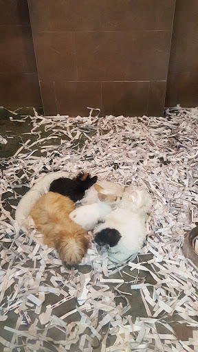 Pet Store «All Pets Club», reviews and photos, 405 Queen St, Southington, CT 06489, USA