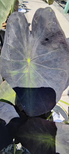 Terra Bella Nursery, Inc. image