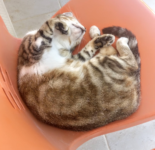 Whitehouse Apartments