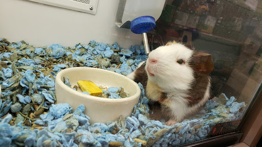 Pet Supply Store «Petco Animal Supplies», reviews and photos, 801 W Lake Ave, Peoria, IL 61614, USA