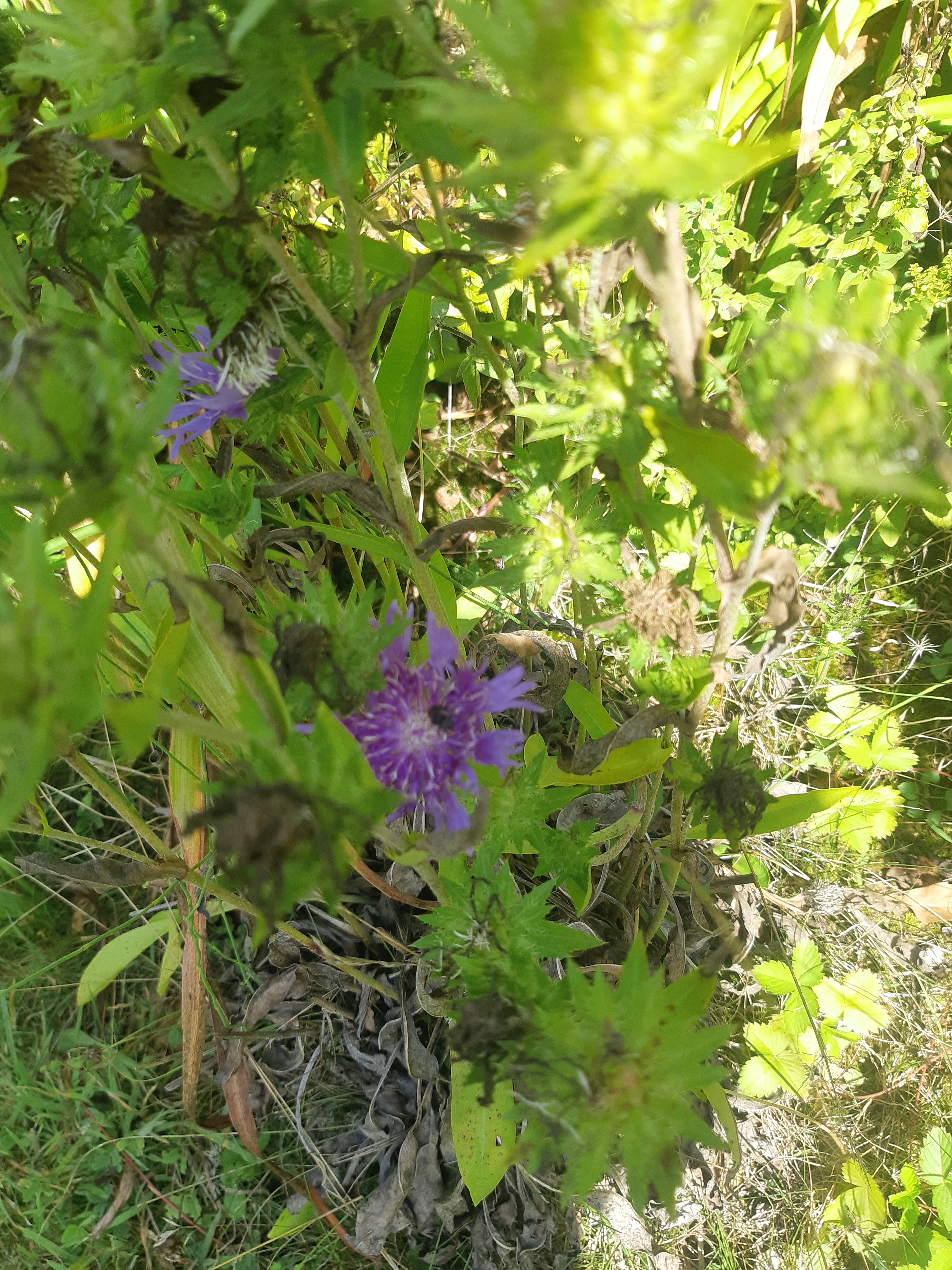 Photo n° 7 de l'avis de Monnin.h fait le 30/08/2022 à 15:51