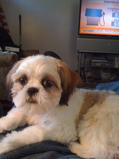 Island Veterinary Services Inc image