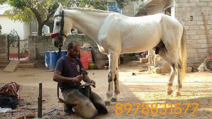 Hyderabad Horse Farrier Services