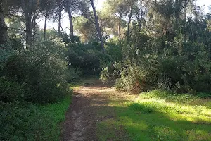 Vía pecuaria cordel del camino de los Playeros image