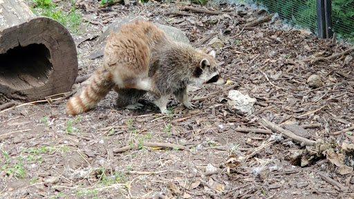 Animaux libres Montreal