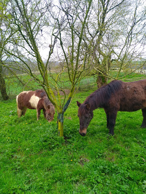 Poney Club des 3 Collines à Couloumé-Mondebat