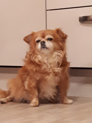 Dr.med.vet. Ulrich Barz Tierärztliche Klinik unter Burgheim, Bayern