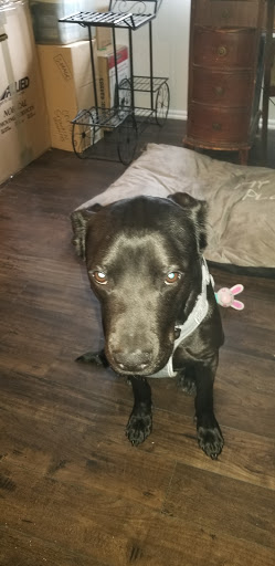 Pet Supply Store «Unleashed by Petco», reviews and photos, 600 Redondo Ave, Long Beach, CA 90814, USA