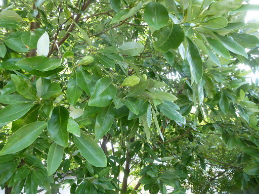 Park «Bushwick Inlet Park», reviews and photos, Kent Ave, Brooklyn, NY 11249, USA