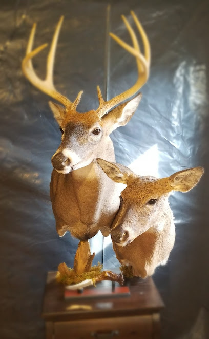Nature Inspired Taxidermy