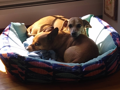 Pet Supply Store «Petco Animal Supplies», reviews and photos, 1007 Ten Rod Rd, North Kingstown, RI 02852, USA