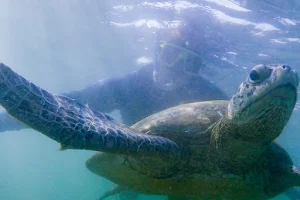 Green Turtle Snorkeling Center image