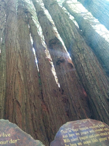 Tourist Attraction «Trees of Mystery», reviews and photos, 15500 US-101, Klamath, CA 95548, USA