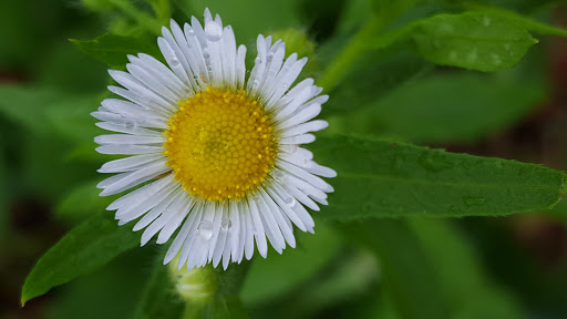 Tourist Attraction «Sunflower Maze», reviews and photos, South St, Middlefield, CT 06455, USA