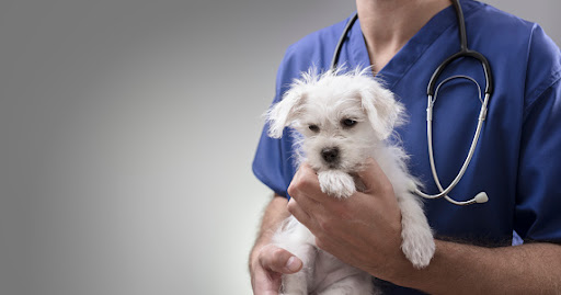 Veterinarian Service Tucson AZ