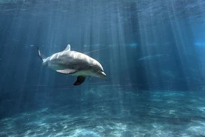 Dolphin Cove image